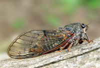 Cicadetta montana s. str.